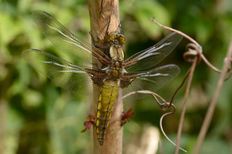 Libellula_depressa
